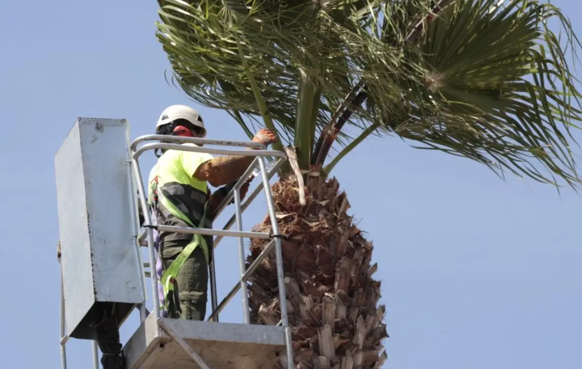 棕櫚樹修剪方法