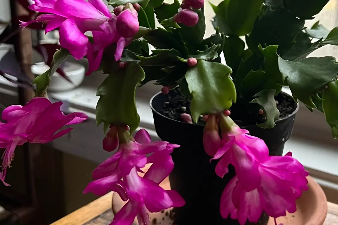 蟹爪兰浇水频率