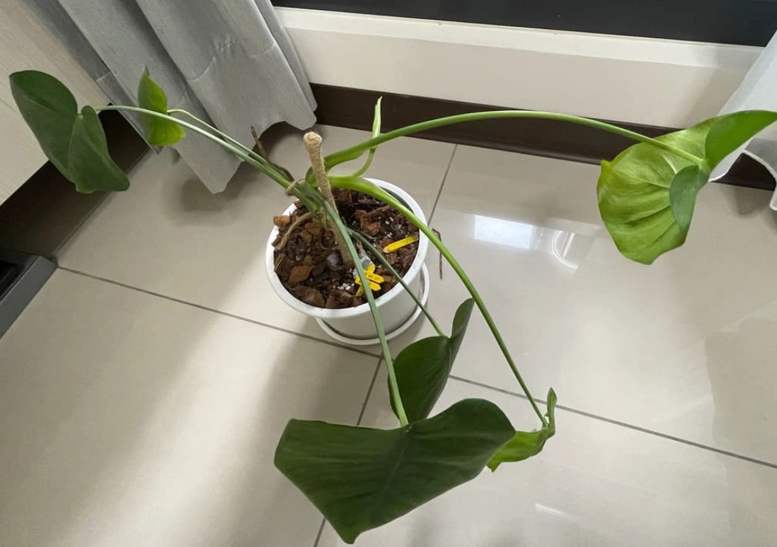 龜背芋養護常見問題