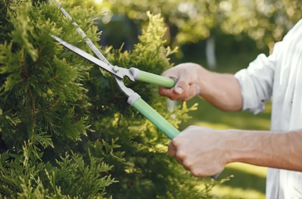 植物修剪指南 植物修剪指南