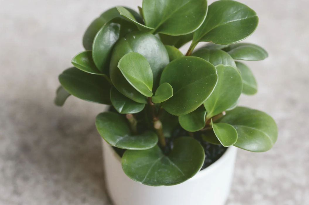 室內植物分株技巧