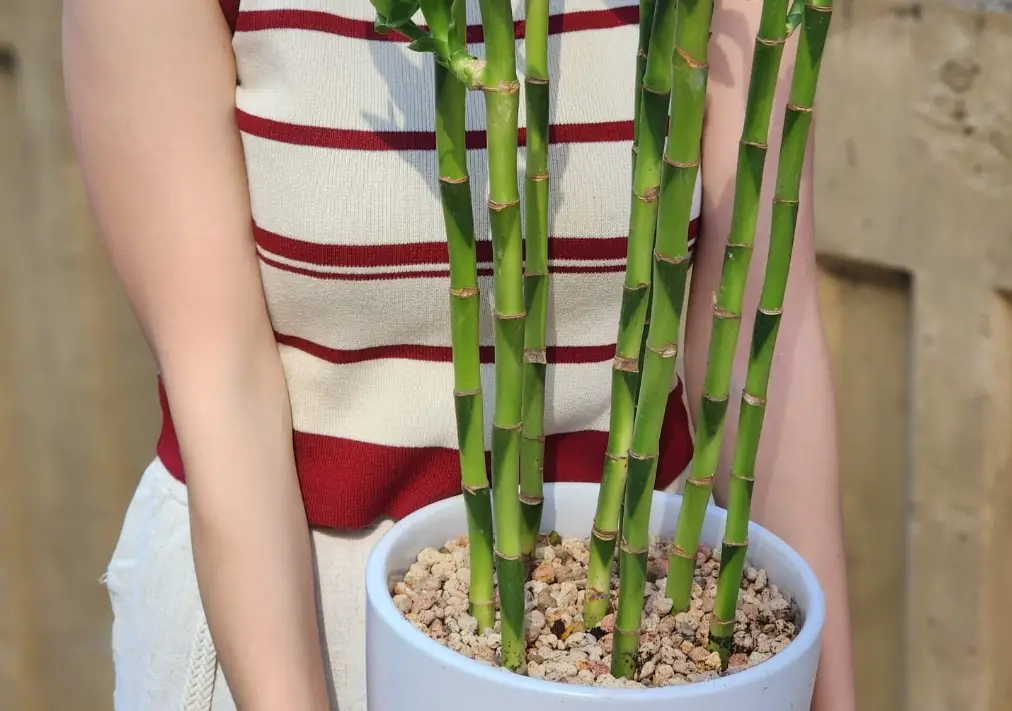 富貴竹澆水 富貴竹澆水