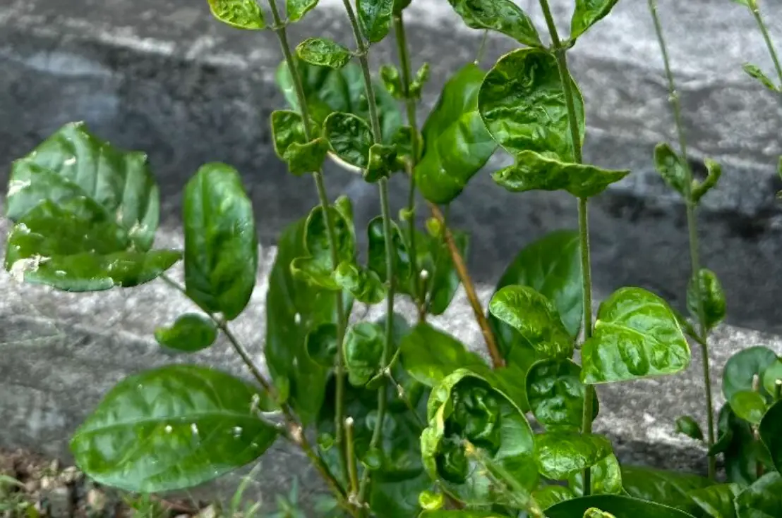 茉莉花叶子皱皱原因