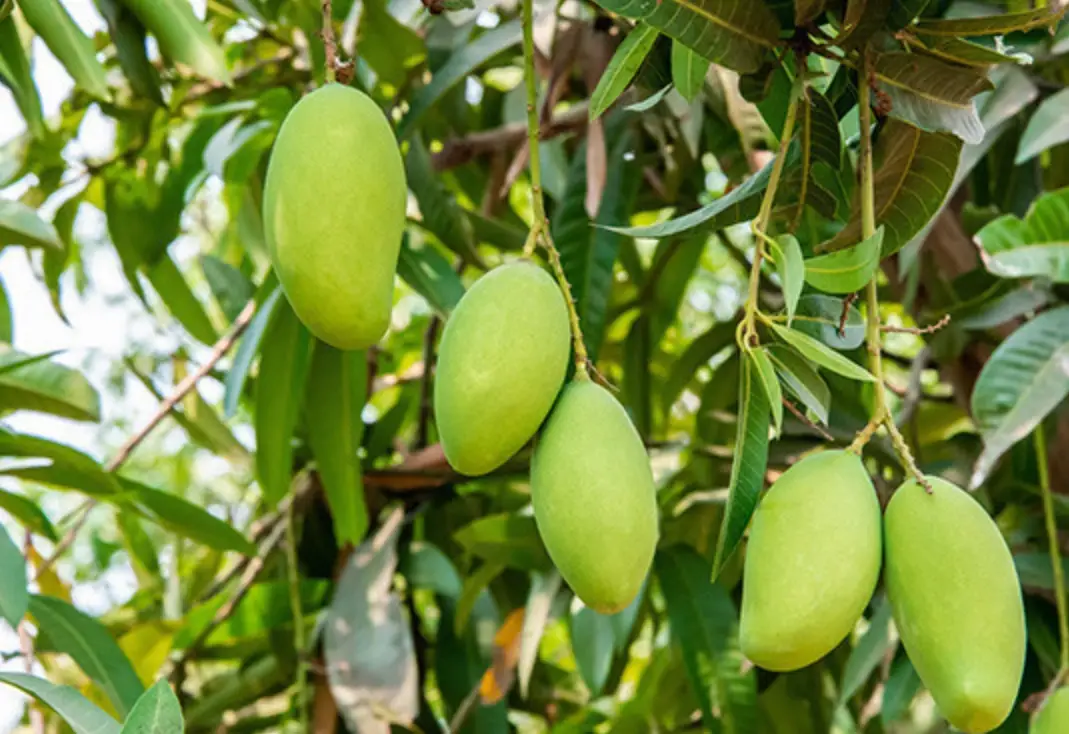 芒果種植技巧
