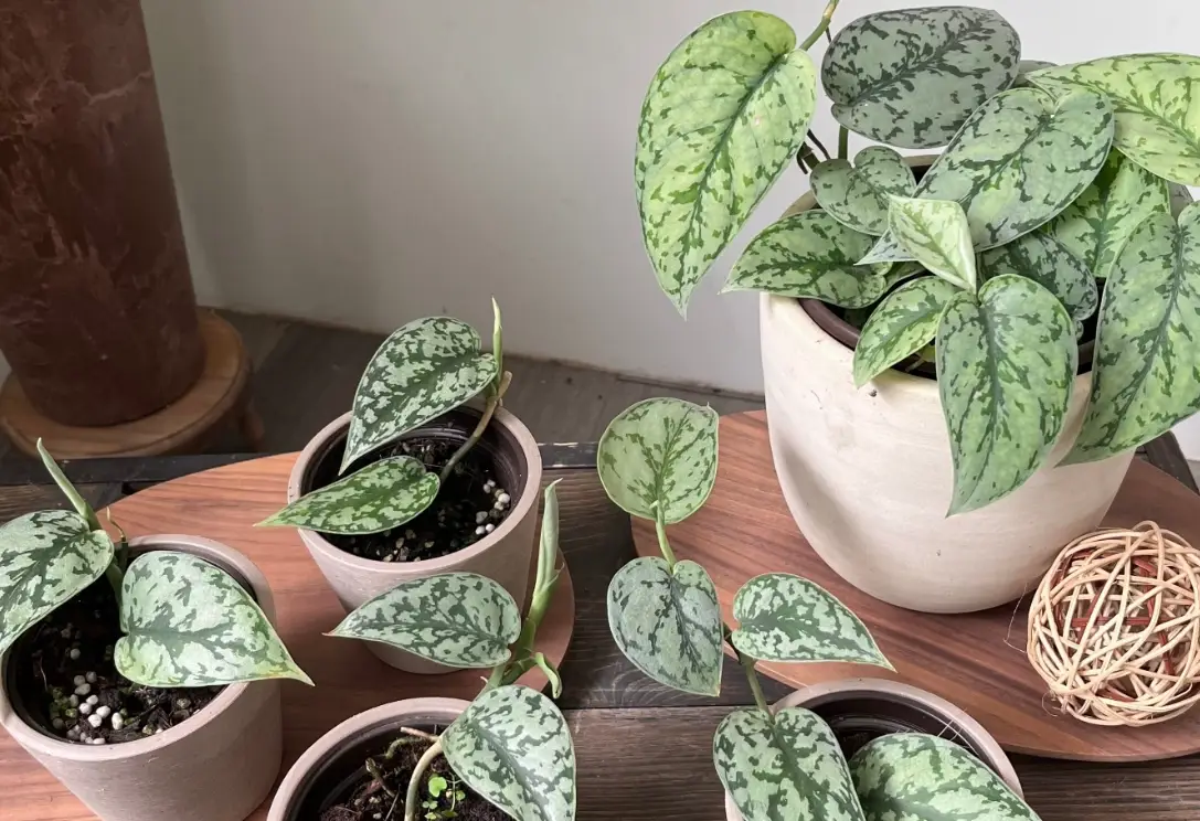 銀星黃金葛 葉子變黃