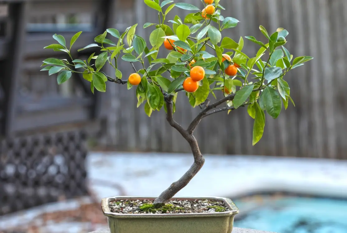 盆栽金桔結果