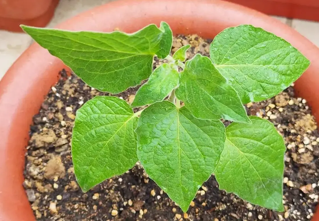 燈籠果不開花原因