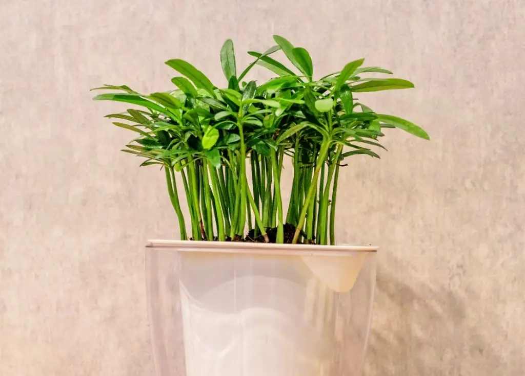 羅漢松造型技巧