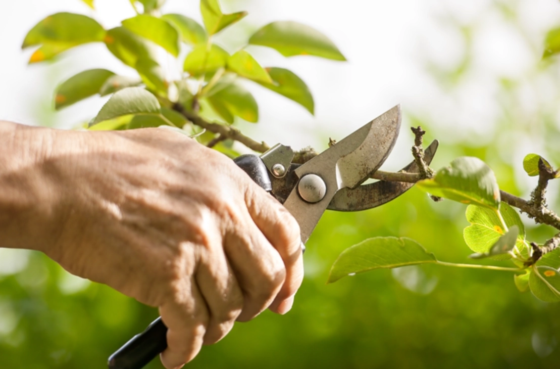 植物修剪指南 植物修剪指南