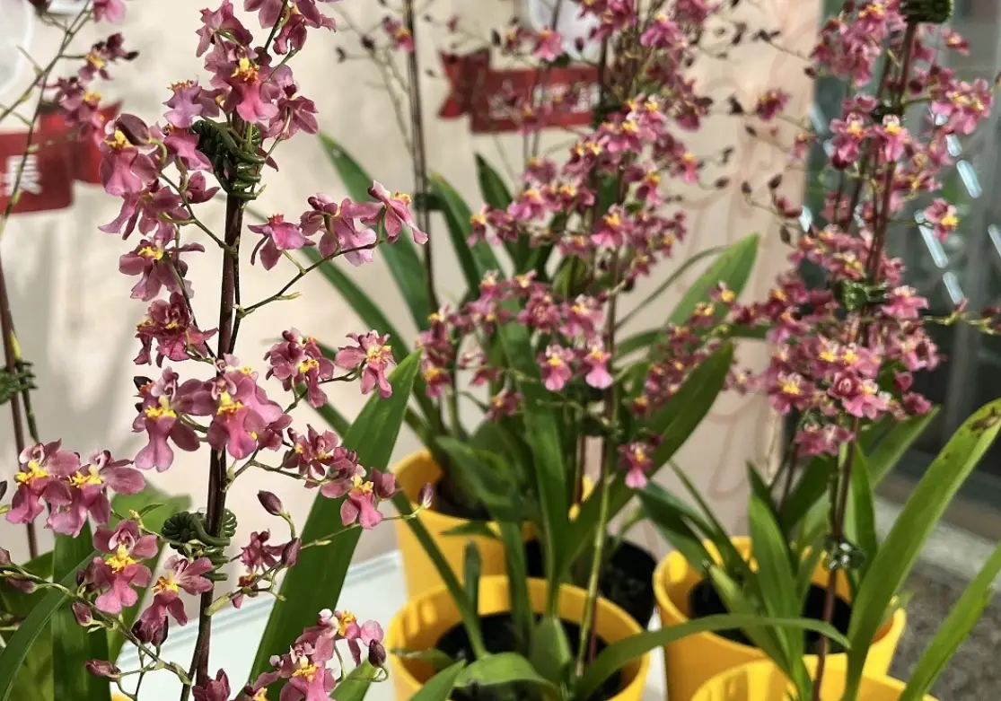 文心蘭哪裡買 文心蘭哪裡買