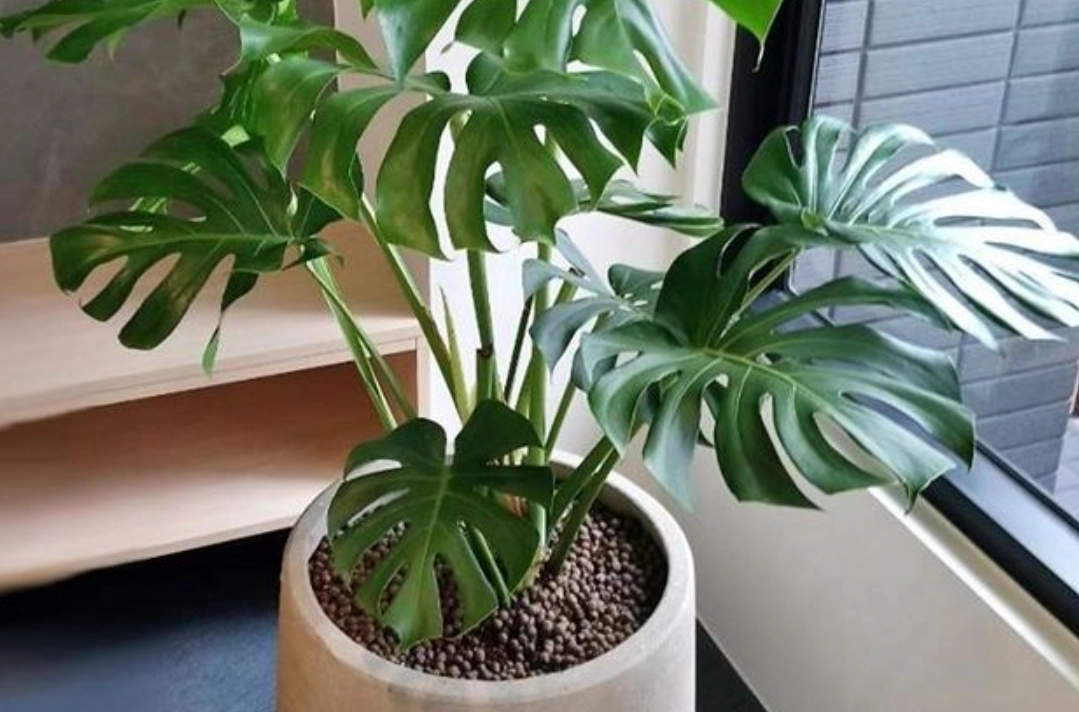 龜背芋生長溫度