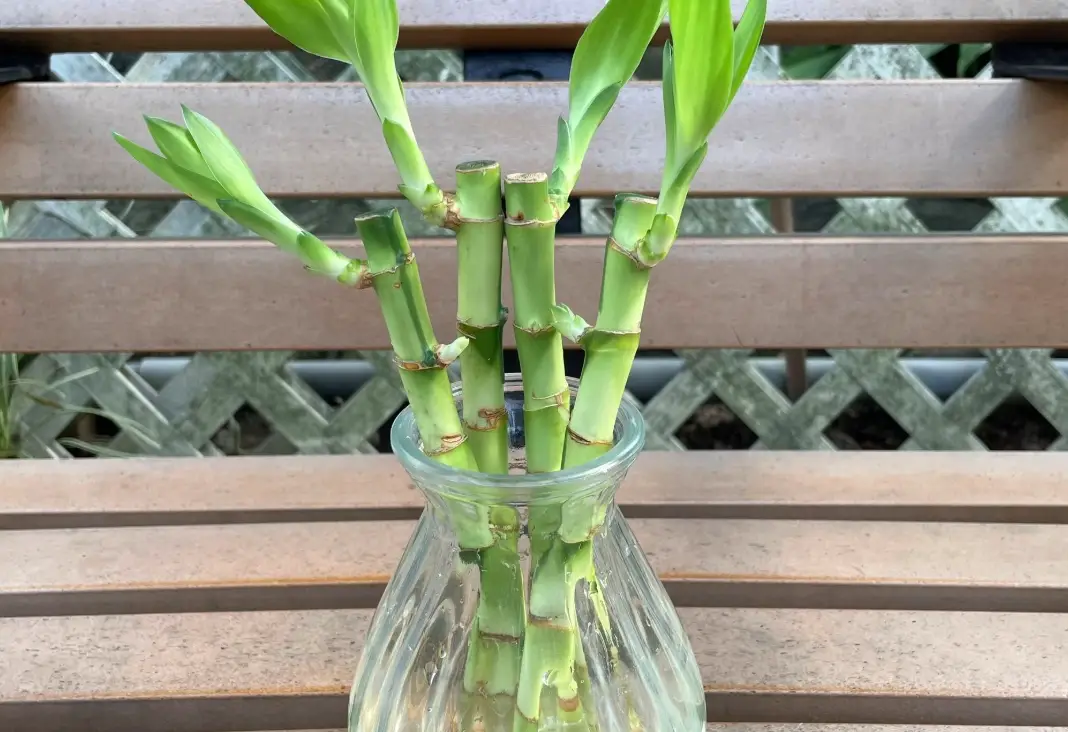 富贵竹怎么养才能更旺盛