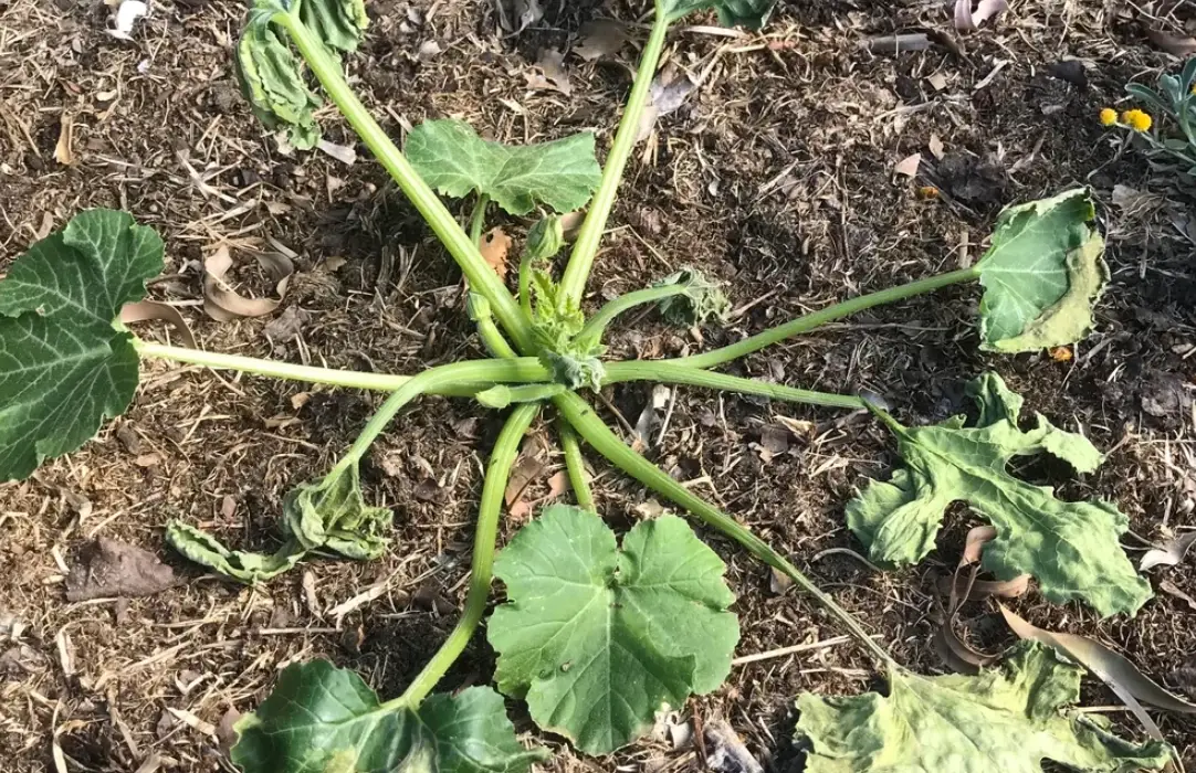 家庭種植 家庭種植