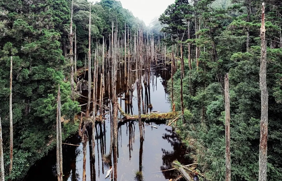杉林溪忘憂森林