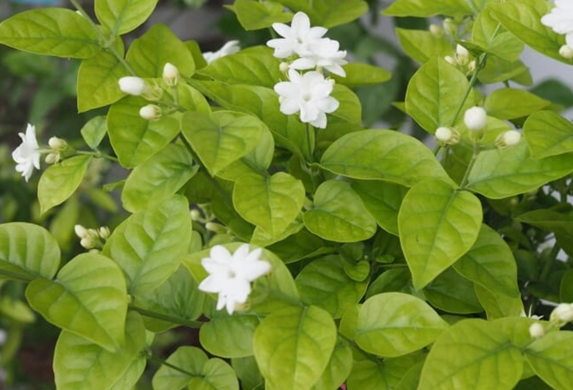 茉莉花養護