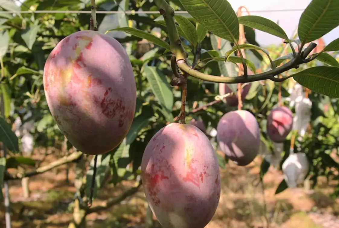 芒果種植注意事項