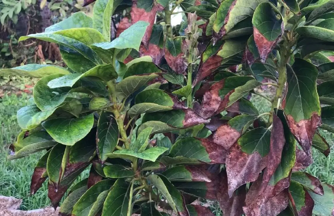 有機防治藥劑 有機防治藥劑