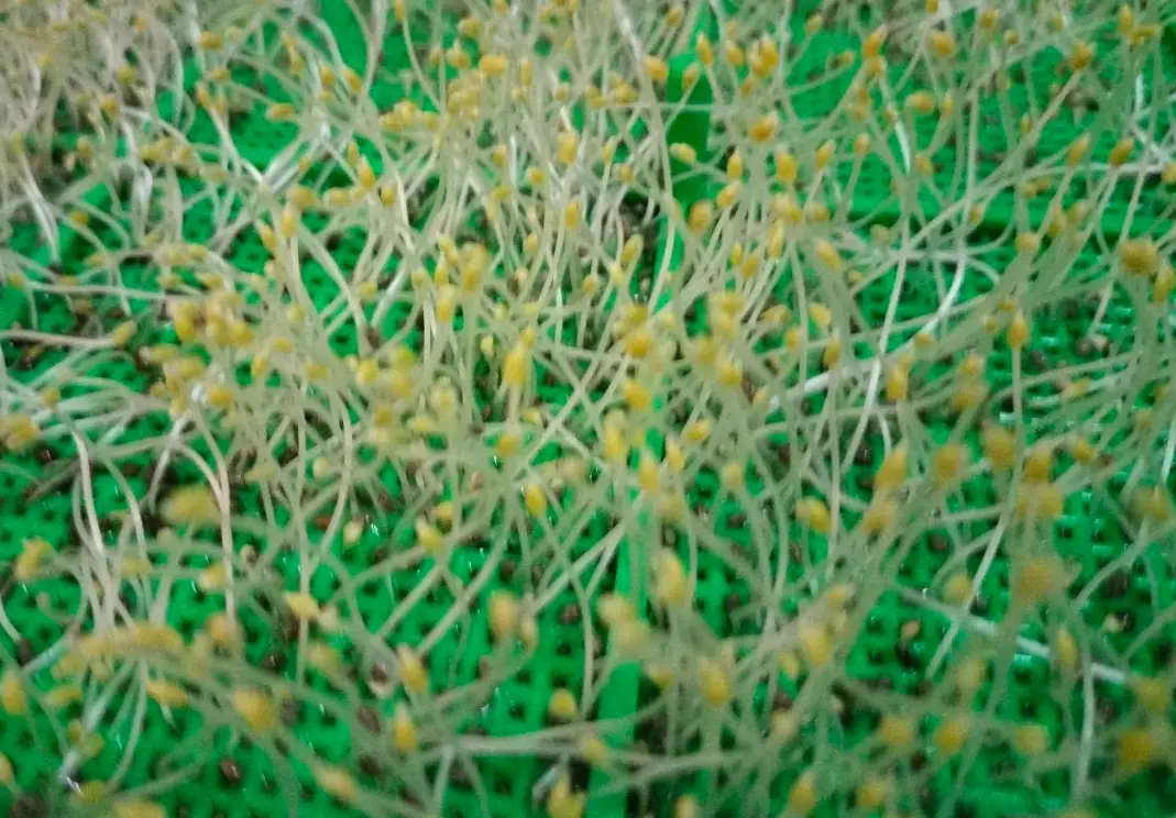 奇亞籽發芽方法