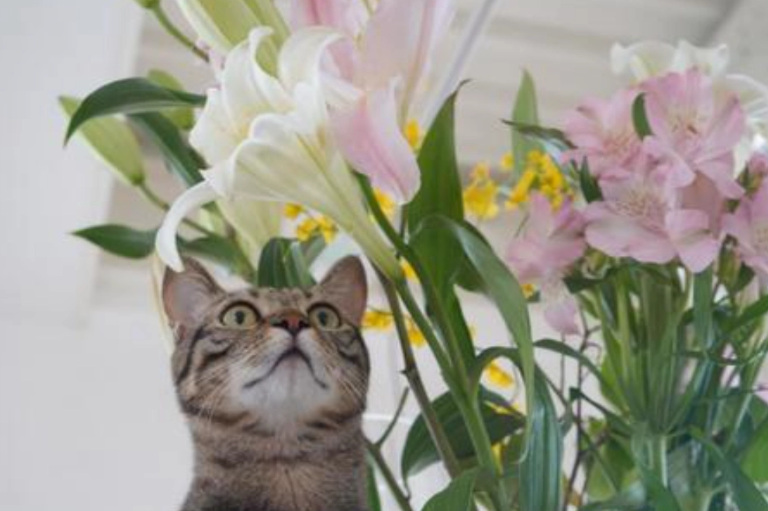 貓誤食植物急救