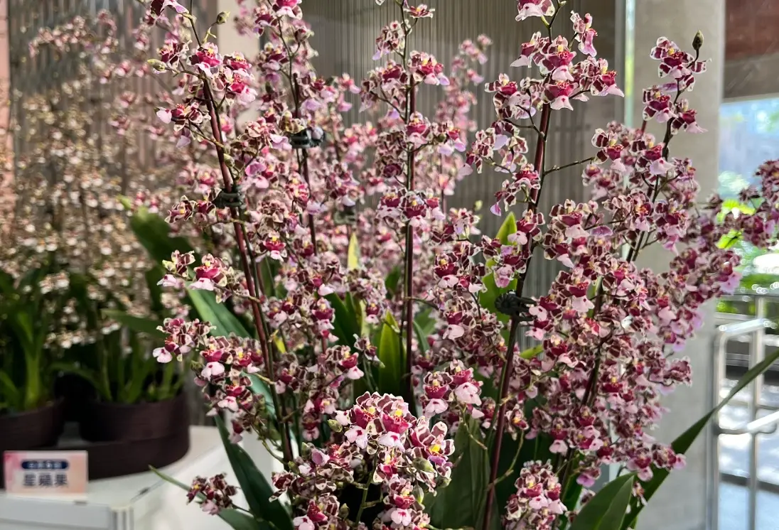 文心蘭哪裡買 文心蘭哪裡買