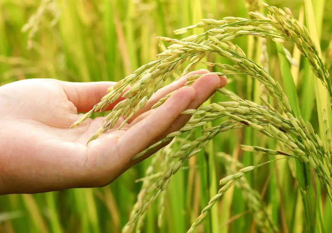 水稻溫度控制 水稻溫度控制