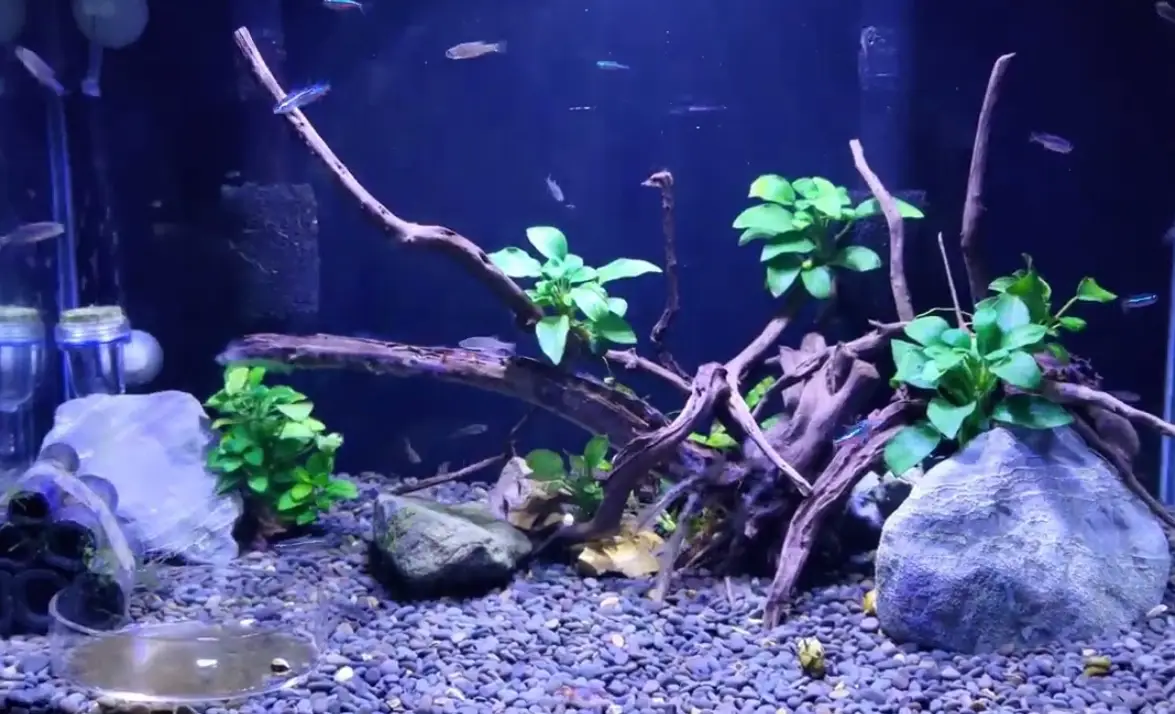 水草缸造景 水草缸造景