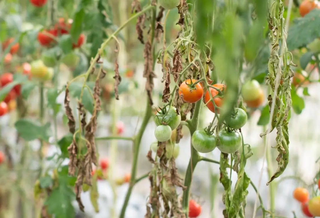 植物病害 植物病害