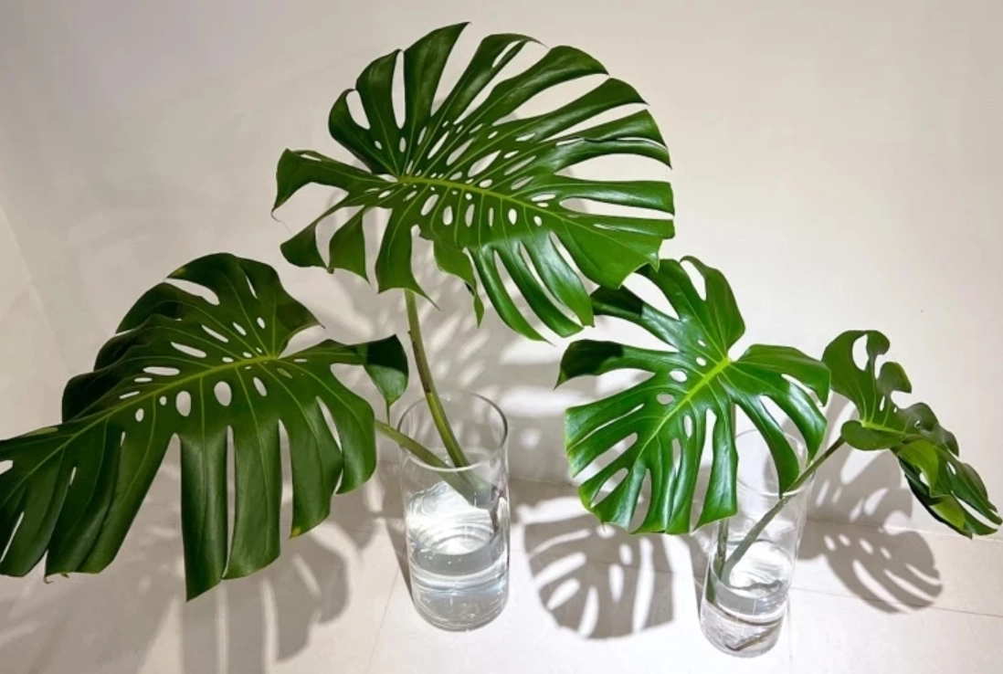 龜背芋生長溫度 龜背芋生長溫度