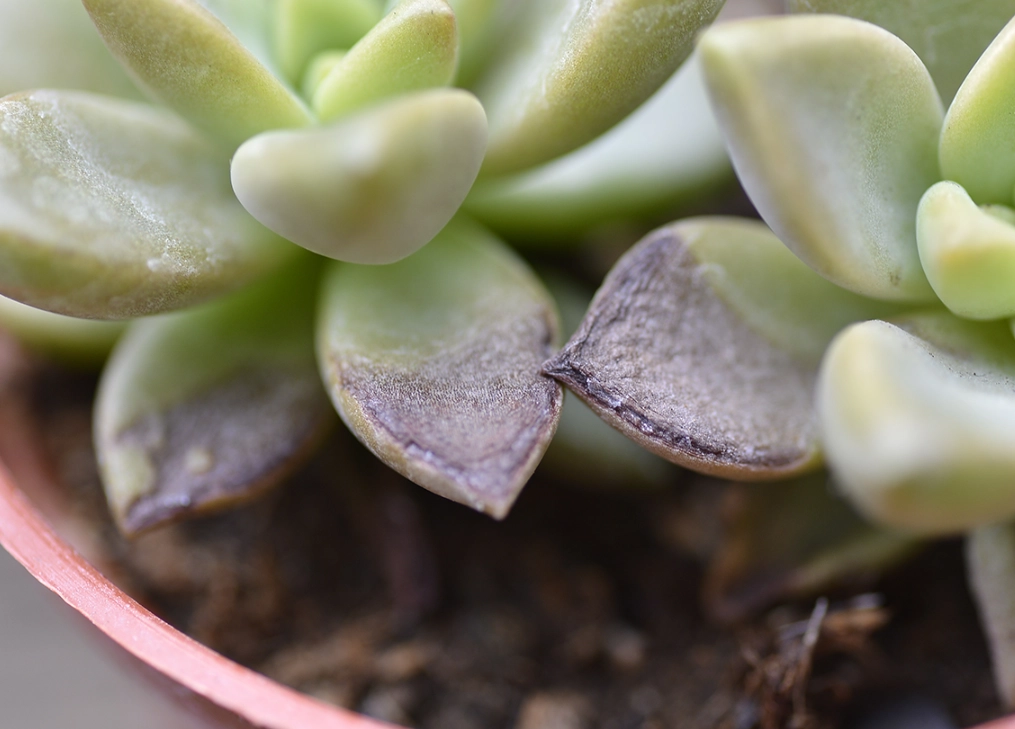 植物曬傷症狀 植物曬傷症狀