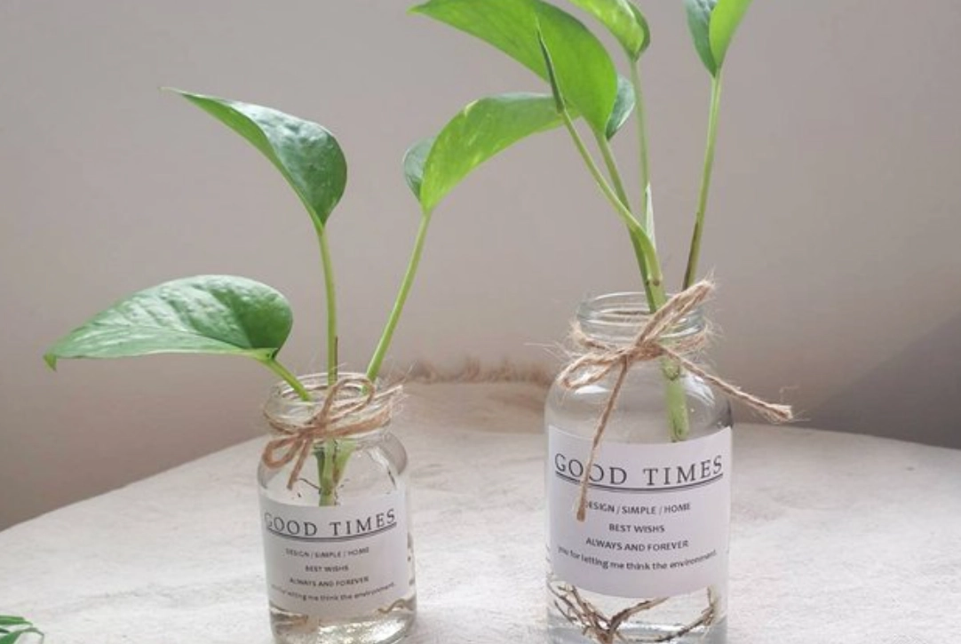 水耕黃金葛長不大