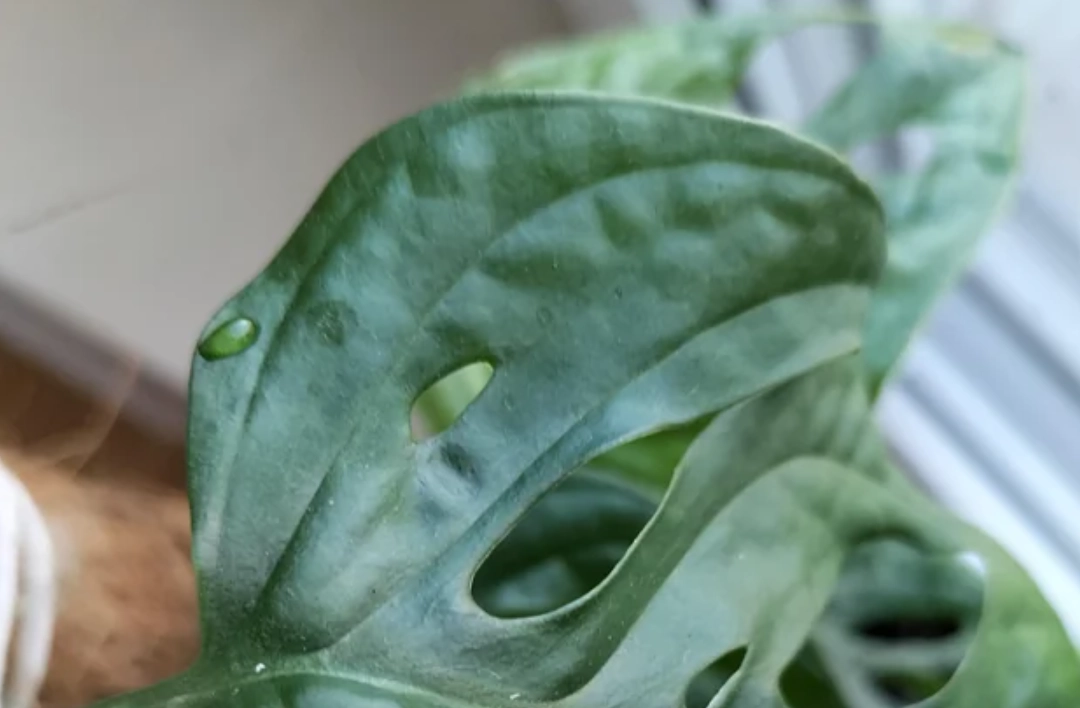 龜背竹 葉尖 水珠