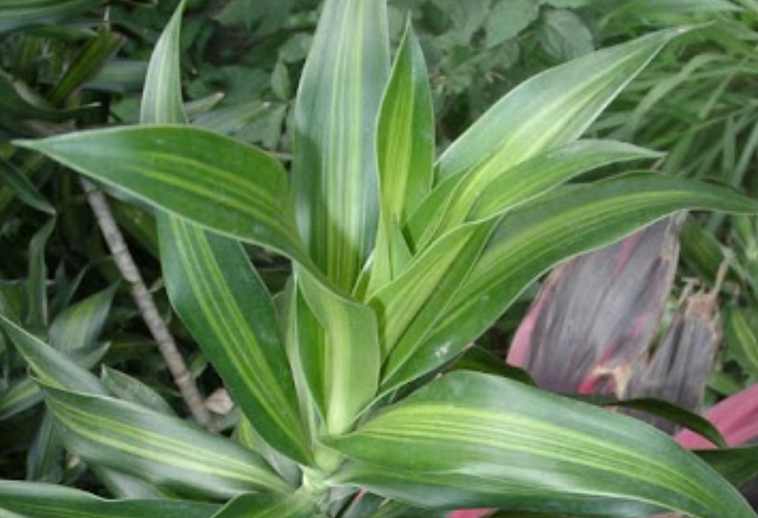 平行脈葉子全解析：特徵、常見植物與辨識技巧