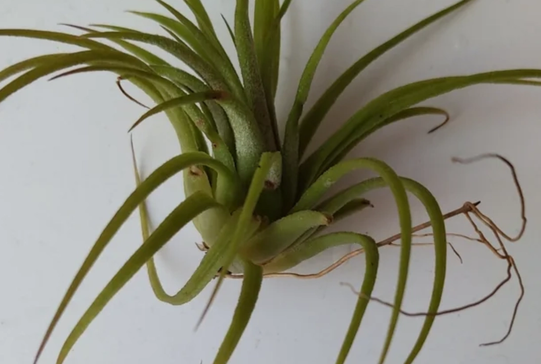 空氣鳳梨葉子變捲