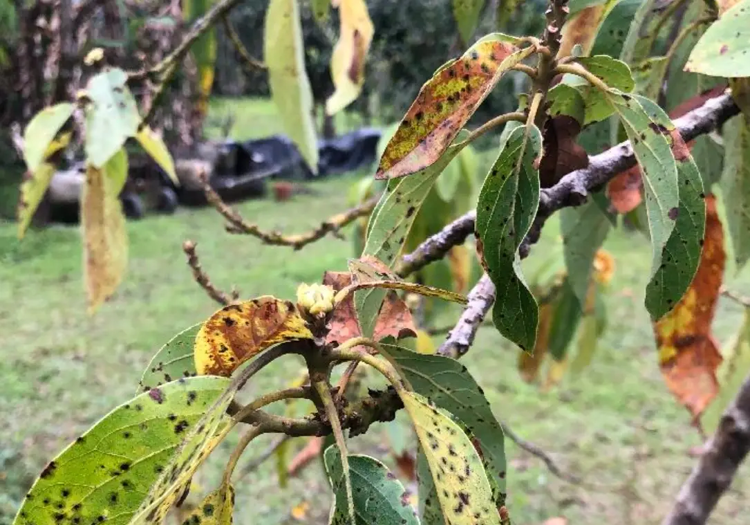 酪梨用藥指南 酪梨用藥指南