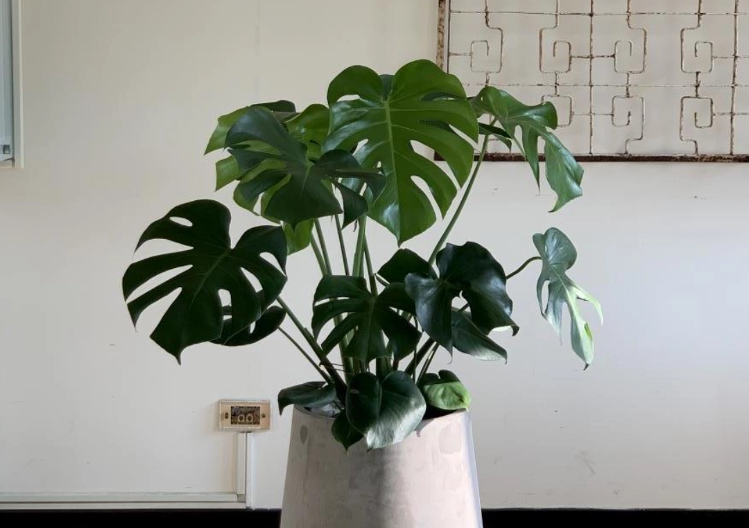 龜背芋過冬 龜背芋過冬