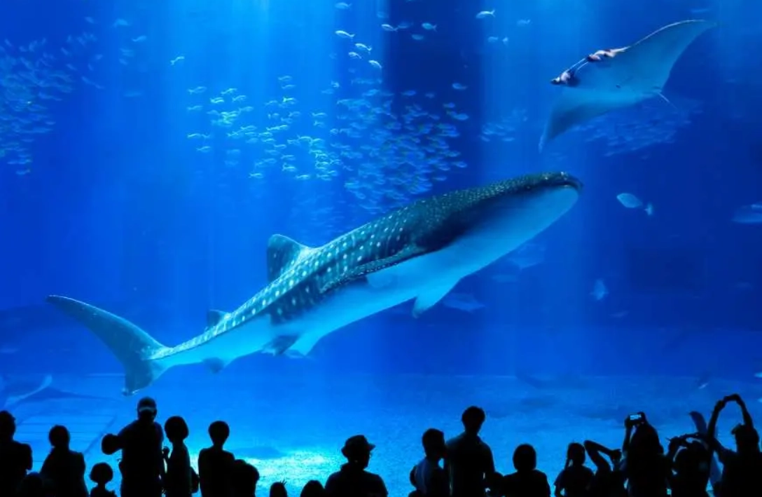 沖繩親子景點推薦 沖繩親子景點推薦