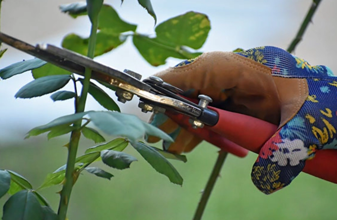 園藝修剪入門 園藝修剪入門