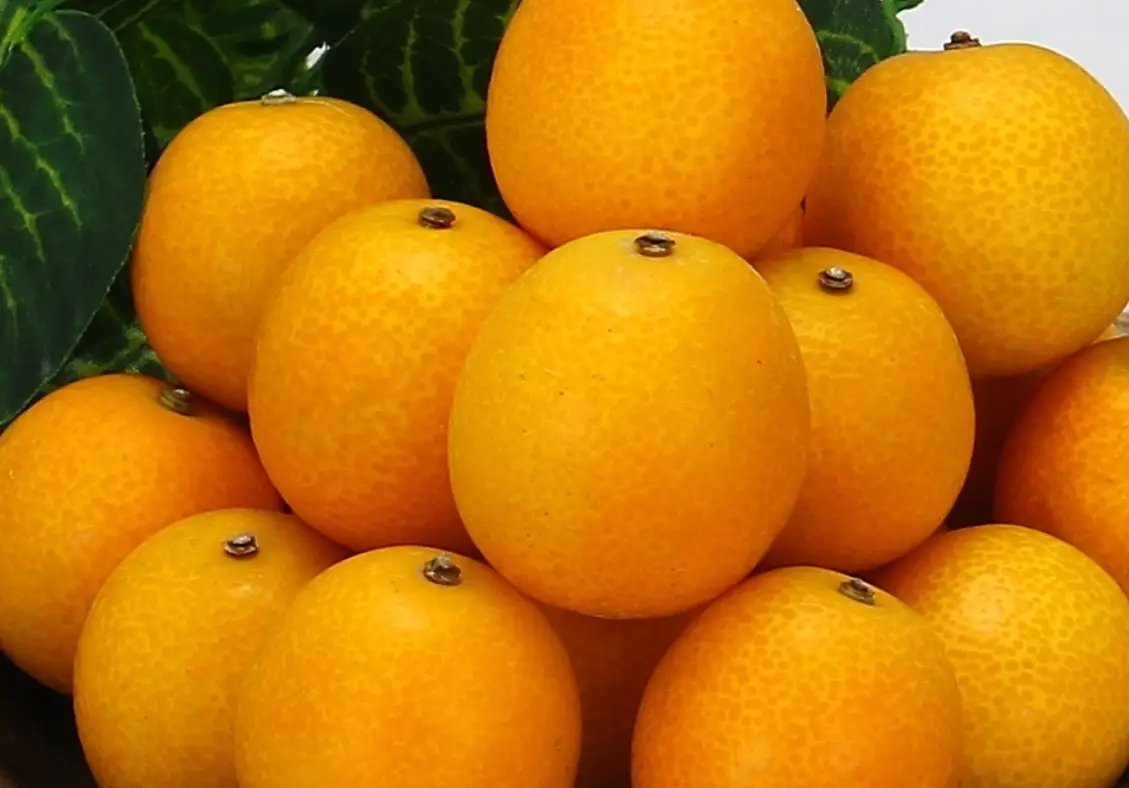 甜桔營養價值