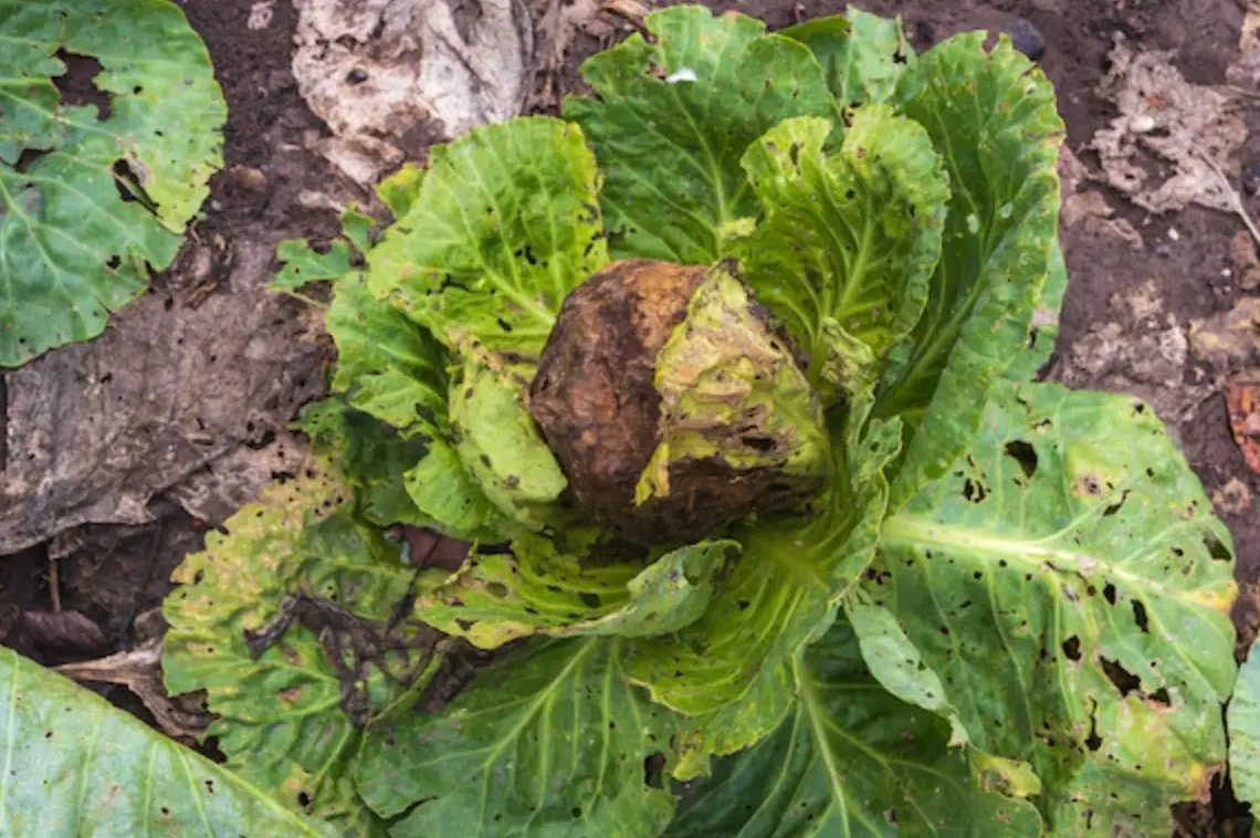 植物病害 植物病害