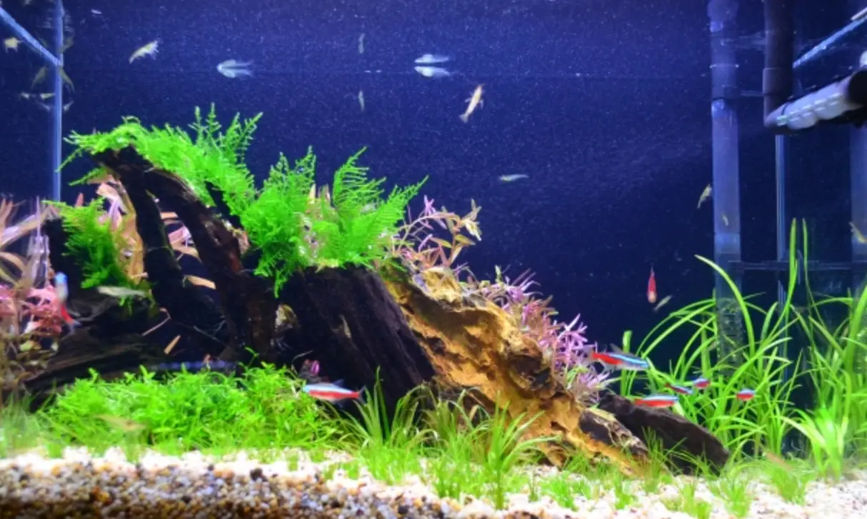 水草缸造景 水草缸造景