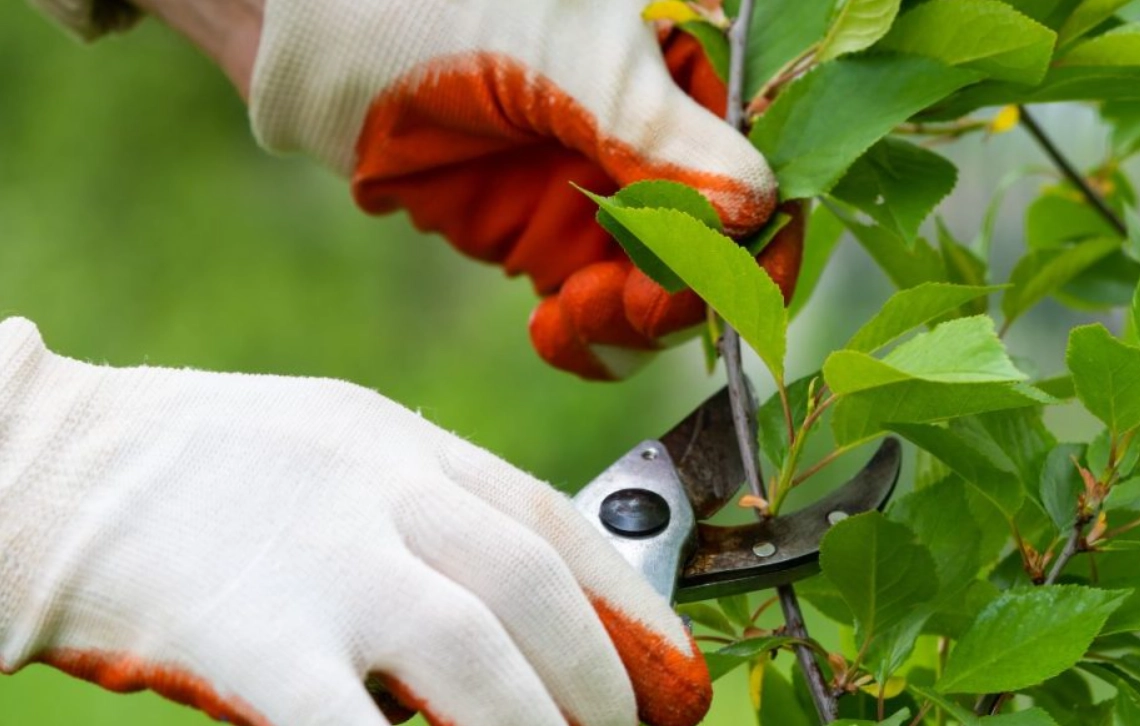 修剪技巧圖解 修剪技巧圖解