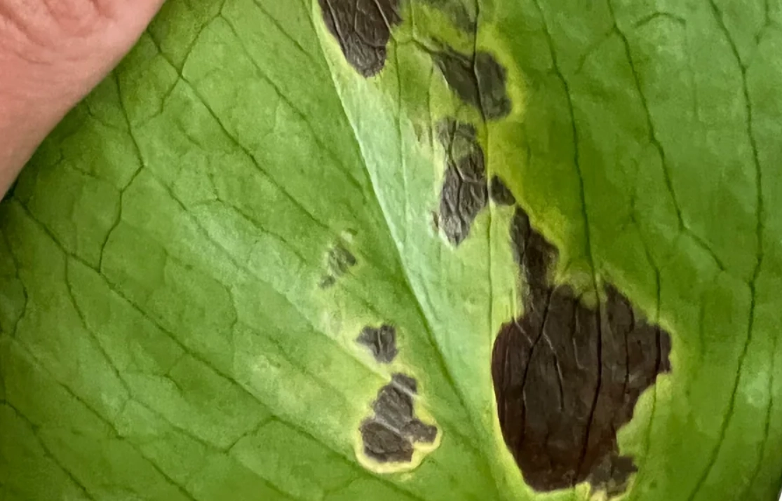 龜背芋 葉子 黑斑
