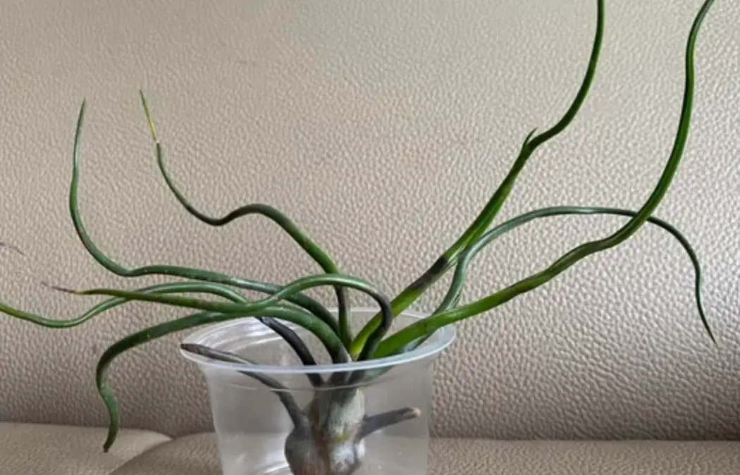 植物葉子捲曲 植物葉子捲曲