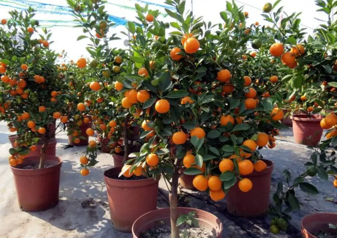 金桔盆栽種植方法