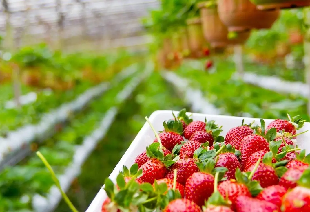 台北採草莓推薦