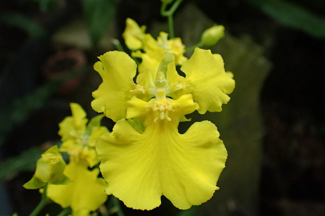 文心蘭照顧 文心蘭照顧