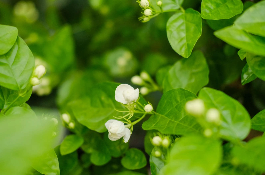 茉莉花種植全攻略：新手也能輕鬆上手的香氣栽培法