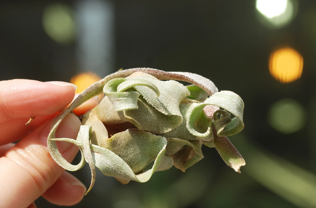 植物葉子捲曲 植物葉子捲曲