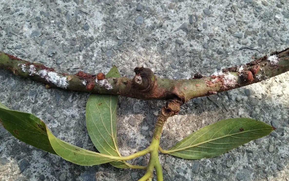 酪梨病蟲害防治 酪梨病蟲害防治