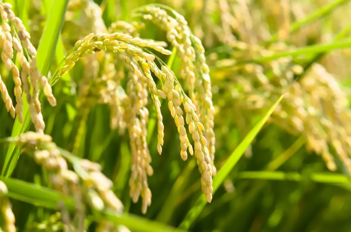 水稻分蘗期管理 水稻分蘗期管理